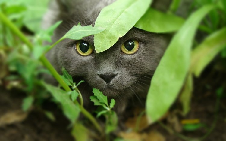 морда, трава, кот, кошка, взгляд, охота, желтые глаза, face, grass, cat, look, hunting, yellow eyes