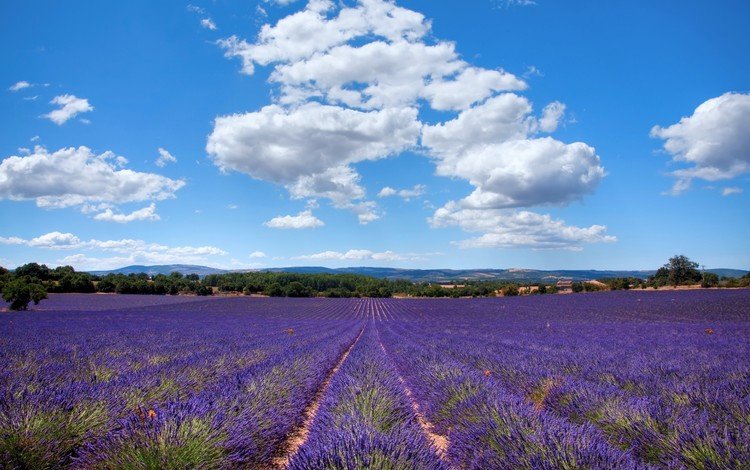 небо, облака, природа, поле, лаванда, лето, франция, прованс, the sky, clouds, nature, field, lavender, summer, france, provence