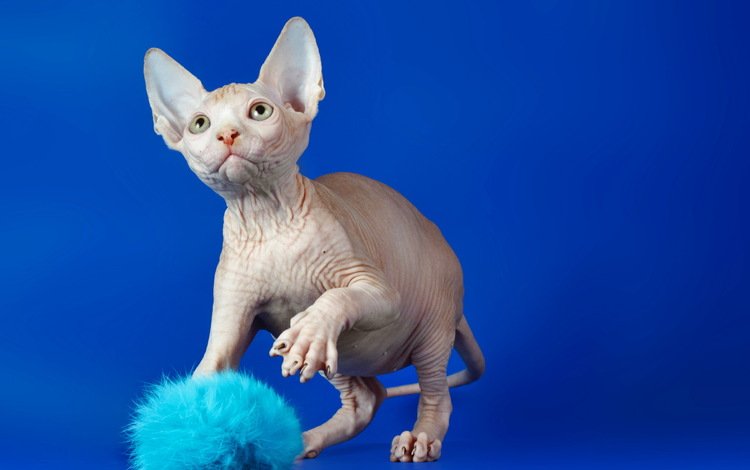 кот, кошка, взгляд, синий фон, сфинкс, cat, look, blue background, sphinx