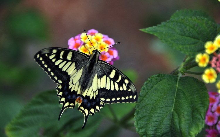 цветы, бабочка, крылья, насекомые, лантана, flowers, butterfly, wings, insects, lantana