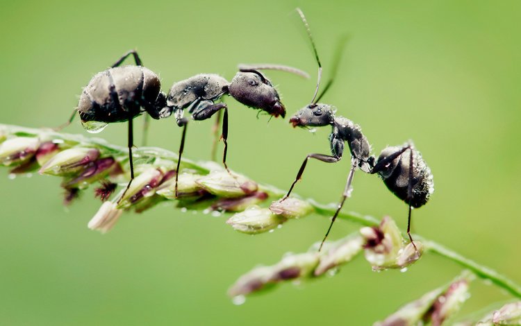 трава, макро, капли, насекомые, муравьи, grass, macro, drops, insects, ants