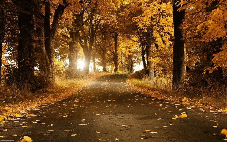 свет, путь, дорога, асфальт, деревья, солнце, листья, парк, ветви, осень, light, the way, road, asphalt, trees, the sun, leaves, park, branch, autumn