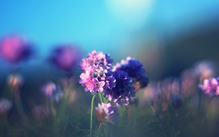 цветы, фон, размытость, синие, фиолетовые, flowers, background, blur, blue, purple