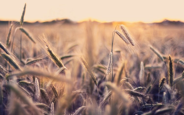 природа, макро, поле, пшеница, колоски, nature, macro, field, wheat, spikelets