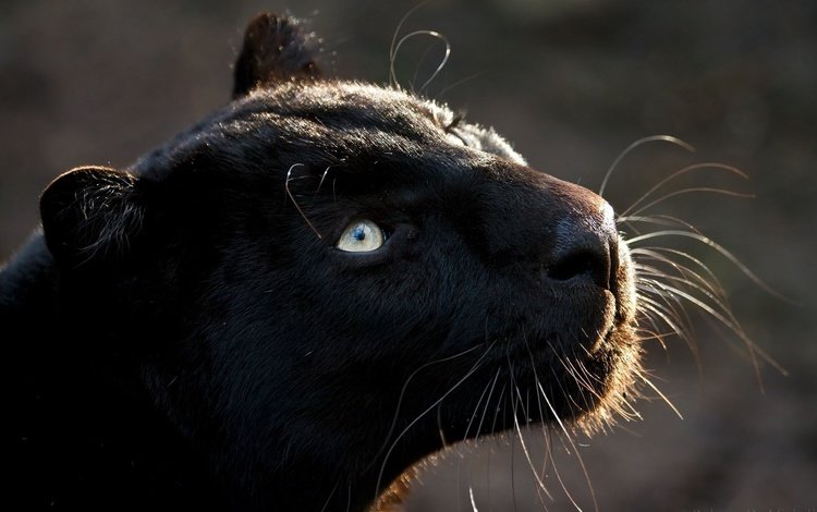 кошка, взгляд, хищник, большая кошка, пантера, черная, cat, look, predator, big cat, panther, black