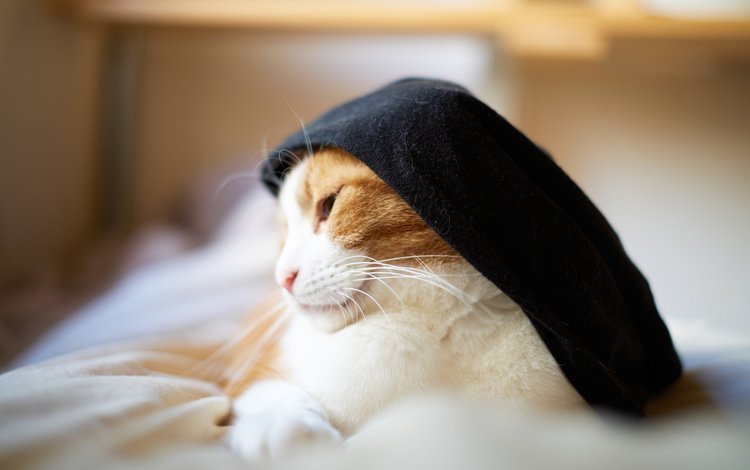 кот, кошка, шляпка, сонная, бело-рыжая, cat, hat, sleepy, white-red