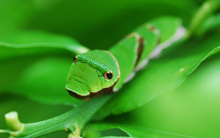 глаза, фон, лист, насекомые, зеленая, гусеница, eyes, background, sheet, insects, green, caterpillar