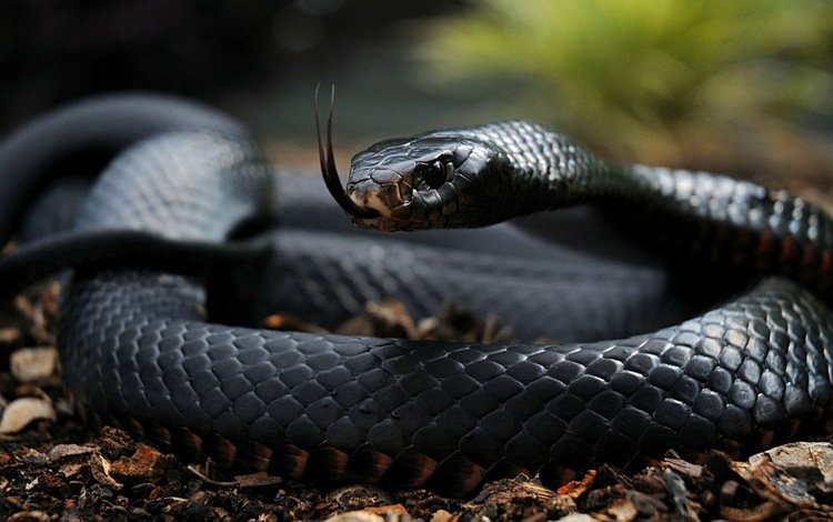 глаза, змеи, чешуя, жало, черная змея, черная мамба, eyes, snakes, scales, sting, black snake, black mamba