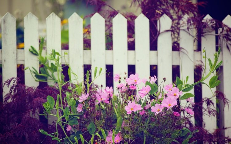 цветы, природа, забор, белый, сад, розовые, деревянный, космеи, flowers, nature, the fence, white, garden, pink, wooden, cosmos