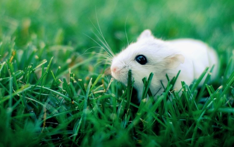 глаза, трава, животные, белый, зверек, хомяк, грызун, eyes, grass, animals, white, animal, hamster, rodent