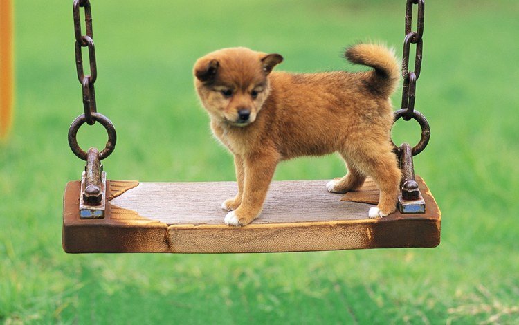 фон, собака, щенок, качели, цепи, милый, background, dog, puppy, swing, chain, cute
