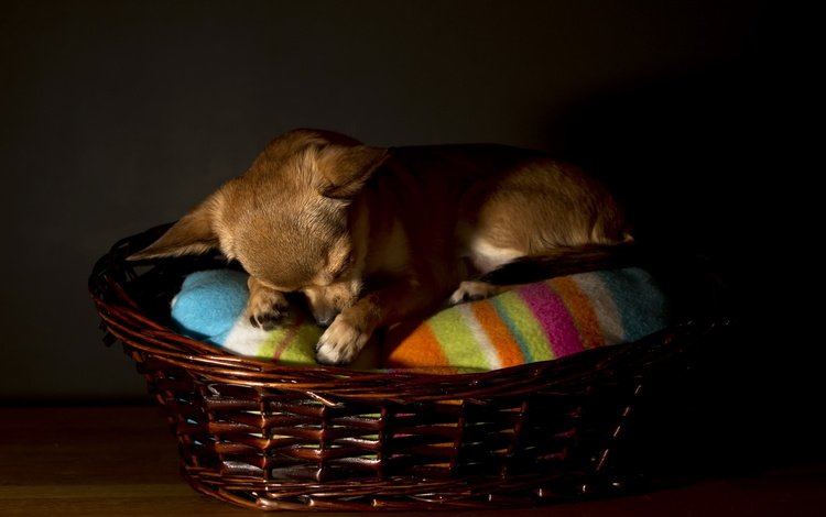 сон, собака, корзина, чихуахуа, sleep, dog, basket, chihuahua