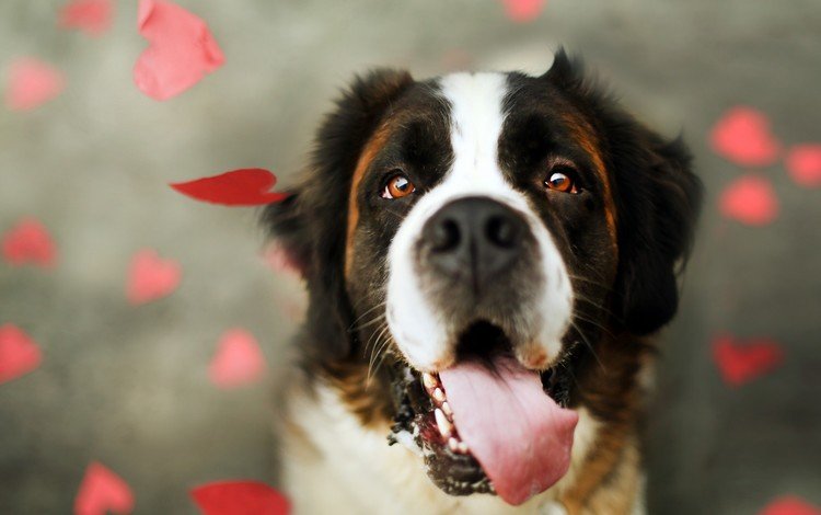 морда, взгляд, собака, язык, сердечки, сенбернар, face, look, dog, language, hearts, st. bernard