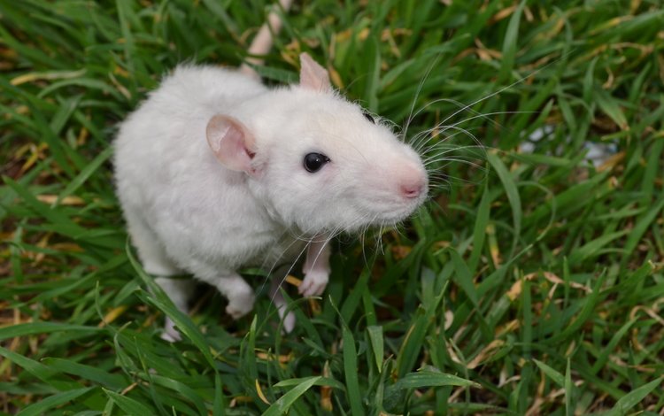 трава, мышь, животное, крыса, грызун, grass, mouse, animal, rat, rodent