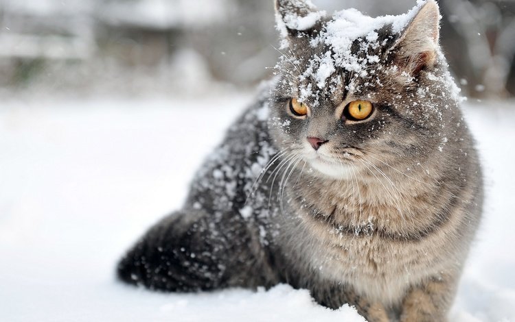снег, зима, кот, кошка, полосатик, snow, winter, cat, pinstripes