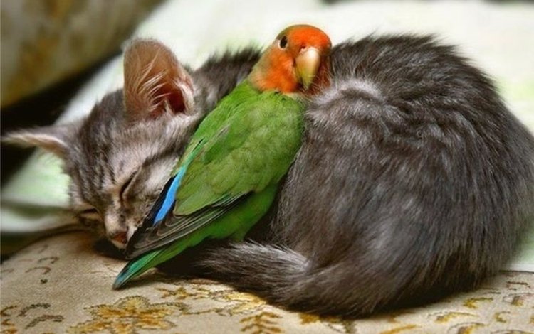 кот, кошка, птица, клюв, перья, попугай, друзья, cat, bird, beak, feathers, parrot, friends