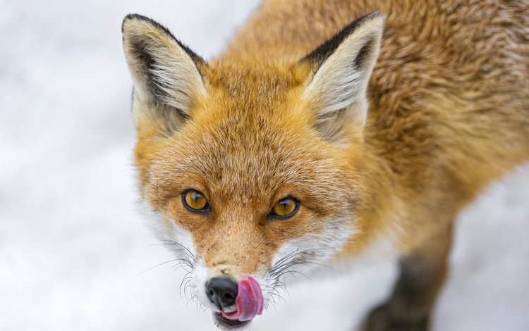 морда, взгляд, рыжая, лиса, лисица, язык, face, look, red, fox, language