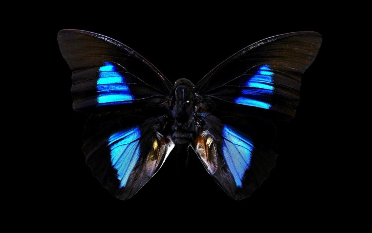 бабочка, насекомые, черный фон, butterfly, insects, black background