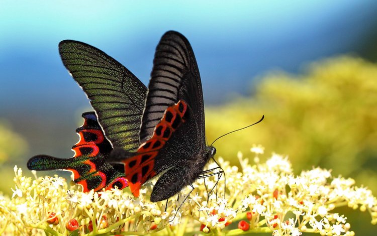 цветы, макро, бабочка, крылья, насекомые, размытость, flowers, macro, butterfly, wings, insects, blur