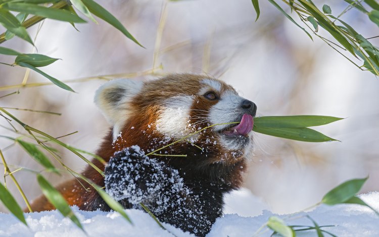 ветка, снег, красная, панда, бамбук, малая, branch, snow, red, panda, bamboo, small