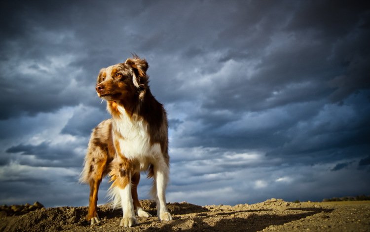 небо, тучи, собака, австралийская овчарка, the sky, clouds, dog, australian shepherd