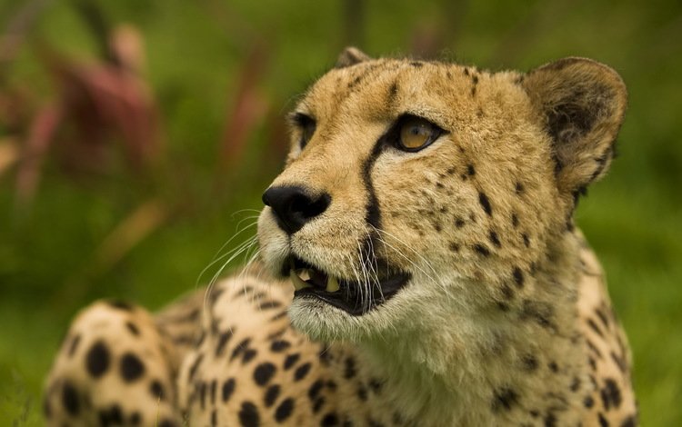 морда, взгляд, лежит, хищник, гепард, face, look, lies, predator, cheetah