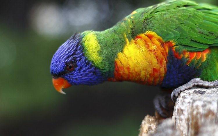 разноцветный, птица, попугай, красочный, радужный лорикет, colorful, bird, parrot, rainbow lorikeet