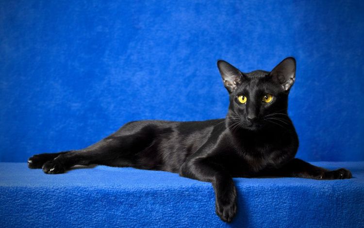 глаза, кот, кошка, взгляд, черный, синий фон, ориентал, eyes, cat, look, black, blue background, oriental