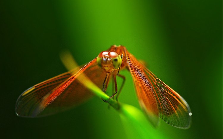 глаза, фон, красная, крылья, насекомые, стрекоза, травинка, eyes, background, red, wings, insects, dragonfly, a blade of grass