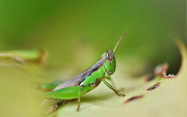 глаза, насекомые, усики, кузнечик, эеленый, eyes, insects, antennae, grasshopper, green