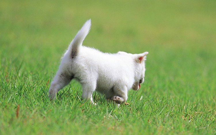 трава, кот, кошка, котенок, белый, прогулка, grass, cat, kitty, white, walk