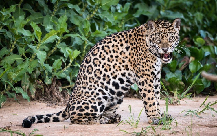 природа, взгляд, хищник, ягуар, дикая кошка, nature, look, predator, jaguar, wild cat