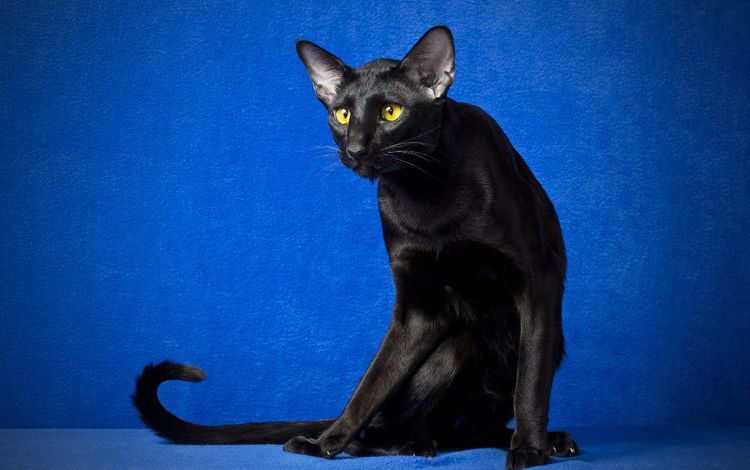 глаза, кот, кошка, взгляд, черный, синий фон, ориентал, eyes, cat, look, black, blue background, oriental