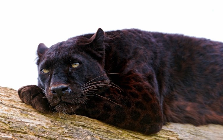 лежит, хищник, пантера, черный леопард, дикая кошка, lies, predator, panther, black leopard, wild cat