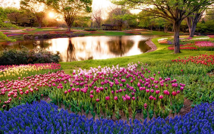 цветы, япония, деревья, пруд, восход, тюльпаны, солнце, синие, лучи, токио, парк, мускари, утро, разноцветные, flowers, japan, trees, pond, sunrise, tulips, the sun, blue, rays, tokyo, park, muscari, morning, colorful