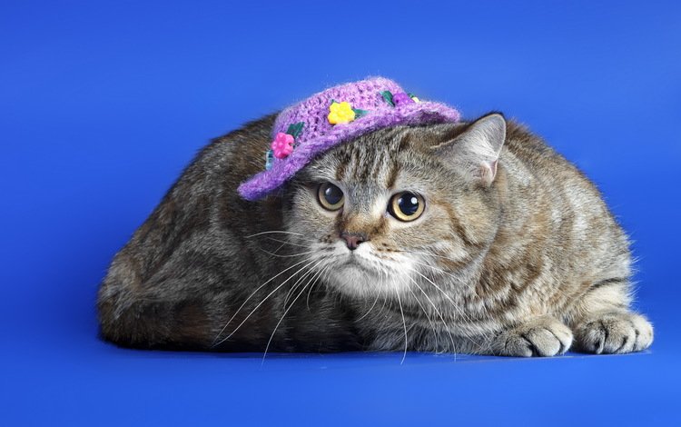 кот, мордочка, усы, кошка, взгляд, шляпка, синий фон, cat, muzzle, mustache, look, hat, blue background