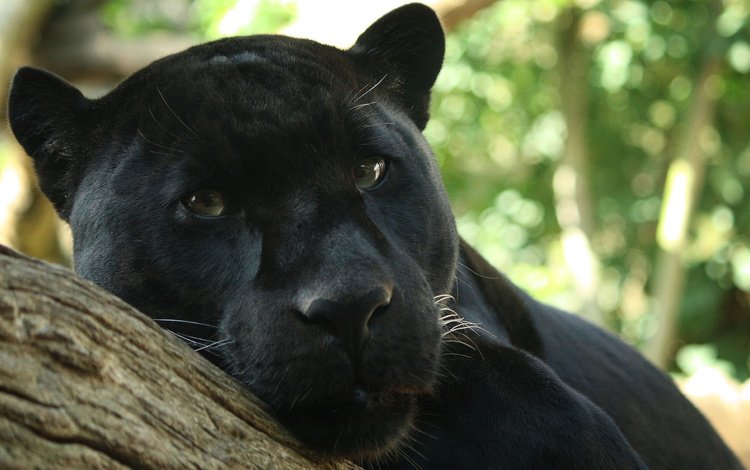 морда, хищник, пантера, дикая кошка, черный леопард, face, predator, panther, wild cat, black leopard