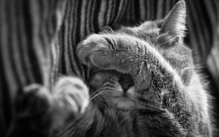 кот, кошка, чёрно-белое, спит, нос, лапка, cat, black and white, sleeping, nose, foot