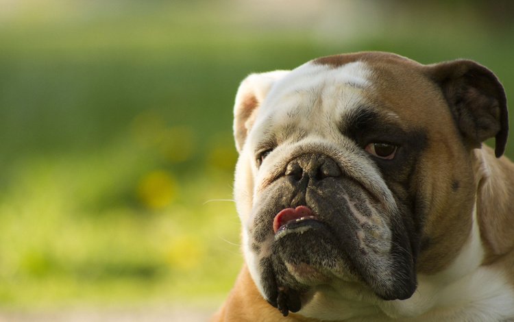 морда, взгляд, собака, язык, английский бульдог, face, look, dog, language, english bulldog