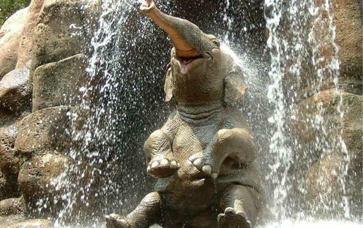 слон, душ, elephant, shower