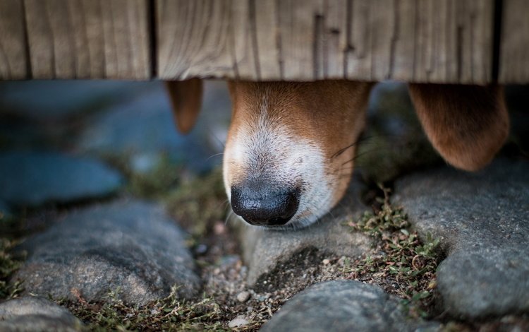 камни, забор, собака, уши, нос, бигль, stones, the fence, dog, ears, nose, beagle