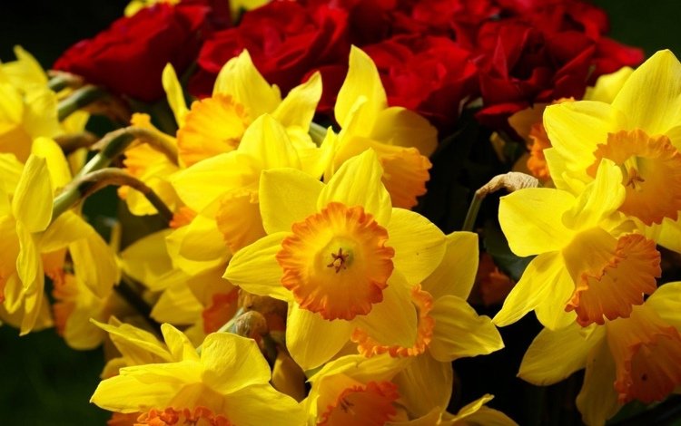 цветы, розы, нарциссы, желтые, бордовые, flowers, roses, daffodils, yellow, burgundy