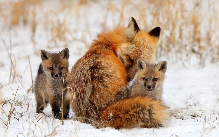 снег, зима, лиса, лисица, детеныши, лисята, snow, winter, fox, cubs