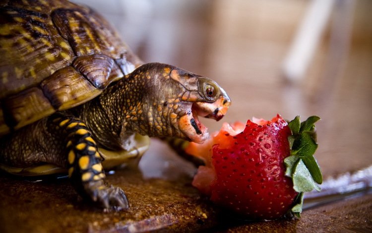 животные, клубника, черепаха, панцирь, обед, рептилия, animals, strawberry, turtle, shell, lunch, reptile