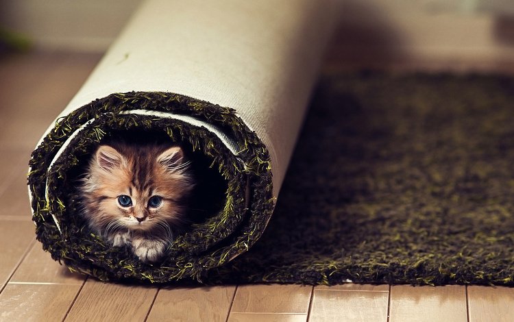 кошка, взгляд, котенок, пол, ковер, бен тород, cat, look, kitty, floor, carpet, ben torod