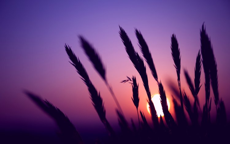 небо, колосья, вечер, колоски, солнце, сиреневое, природа, закат, макро, поле, фиолетовый, the sky, ears, the evening, spikelets, the sun, lilac, nature, sunset, macro, field, purple