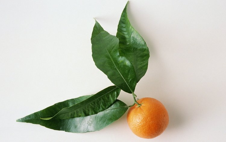 листья, фрукты, белый фон, цитрус, мандарин, leaves, fruit, white background, citrus, mandarin