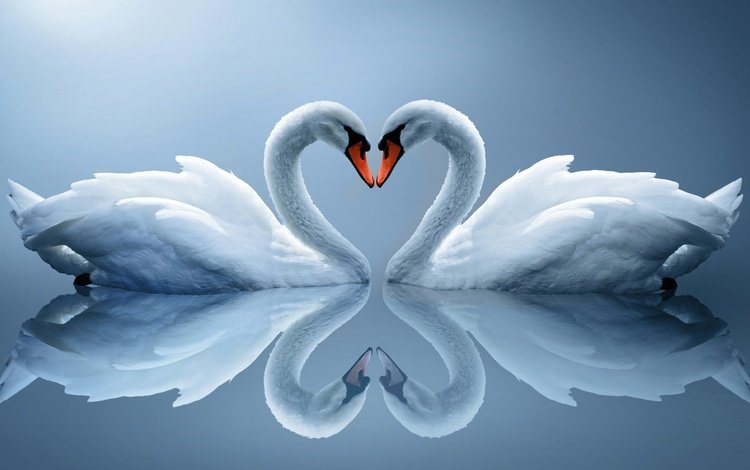 вода, отражение, сердце, птицы, пара, белые, лебеди, water, reflection, heart, birds, pair, white, swans