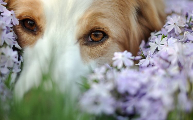 глаза, цветы, мордочка, взгляд, собака, eyes, flowers, muzzle, look, dog