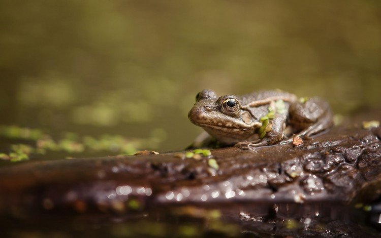 вода, животные, лягушка, пруд, жаба, water, animals, frog, pond, toad